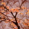 夜桜