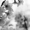 ある曇りの朝の桜