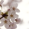 桃桜色