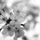 水墨桜