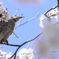 ヒヨドリと桜
