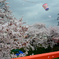 新境川　桜
