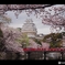 しろまるひめ