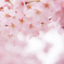 cherry blossoms