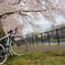 cervelo × 鴨川下流の桜