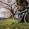 cervelo × 鴨川下流の桜