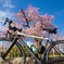 cervelo × 円山公園の枝垂れ桜