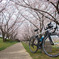 cervelo × 木津川堤防の桜