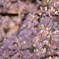 しだれ桜