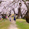 岡崎桜まつり