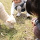 ヒトに無関心な子羊