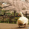 桜につられて