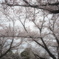 －桜－