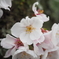－桜－②