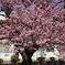 向島小学校の蓬莱桜