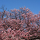 向島小学校の蓬莱桜　２