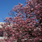 向島小学校の蓬莱桜　４