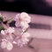 擬似