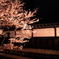 夜桜＃1