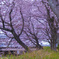 桜の道