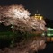 静寂の桜