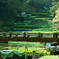静岡　わさび畑