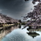 雲誘う桜