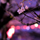 夜桜