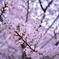 「広角レンズで楽しむ桜」