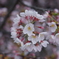 まるい桜
