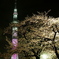 東京夜桜