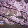 千鳥ヶ淵の桜