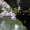三ツ池公園の桜