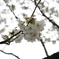 三ツ池公園の桜