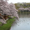 三ツ池公園の桜