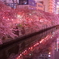大岡川の桜