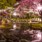 桜の都