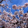 青空桜