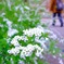 花見の脇役