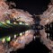 松川の夜桜 2016