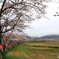 里山の桜