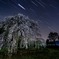よそ様宅の枝垂れ夜桜