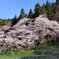 臥龍桜のスマイル