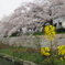 菜の花と桜