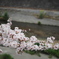 桜と川