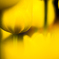 Tulipa