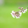 枝先の花