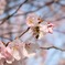 春の匂いに夢中