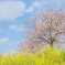 春満開散歩-菜の花と桜と青空-
