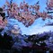 夜桜と姫路城
